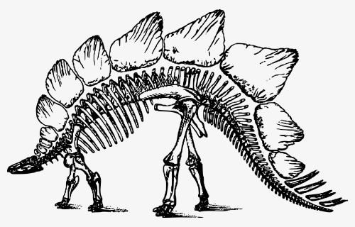 Transparent Spinosaurus Png - Clipart Dinosaur Skeleton, Png Download, Transparent PNG