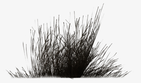 Shrubs Clipart Black And White, HD Png Download, Transparent PNG