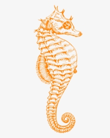 Black And White Seahorse, HD Png Download, Transparent PNG