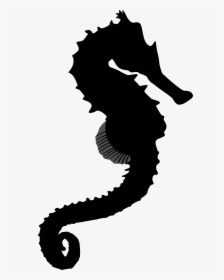 Seahorse Black & White - Illustration, HD Png Download, Transparent PNG