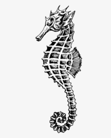 Drawing Seahorse, HD Png Download, Transparent PNG