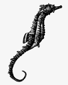 Seahorse Photos Black And White Free, HD Png Download, Transparent PNG