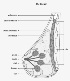 Labelled Diagram Of Breast, HD Png Download, Transparent PNG