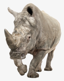Rhino Png, Transparent Png, Transparent PNG