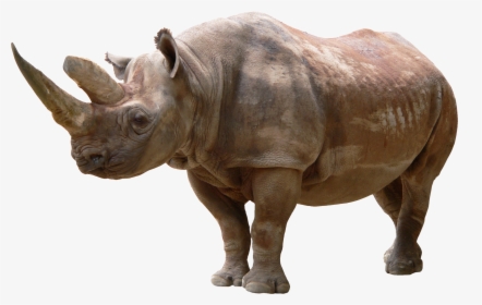 Download For Free Rhino Transparent Png File - Png Rhino, Png Download, Transparent PNG