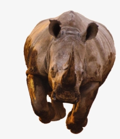 Rhino Transparent Image - Kaziranga National Park Resort, HD Png Download, Transparent PNG