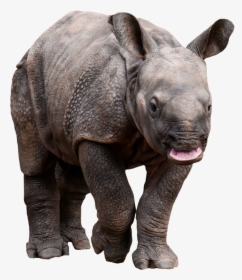 Retarded Rhino Png Image - Rhino Transparent, Png Download, Transparent PNG