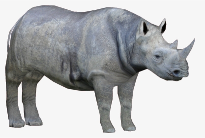 Rhino Png Free Download - West African Black Rhinoser, Transparent Png, Transparent PNG
