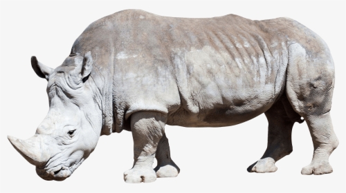 Dirty Grey Rhino - White Rhino Transparent Background, HD Png Download, Transparent PNG