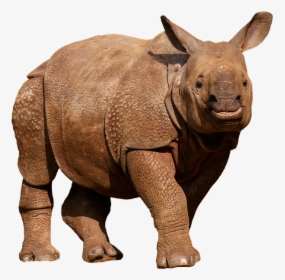 Rhino Png Image - Transparent Background Wild Animals, Png Download, Transparent PNG