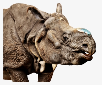 Rhino Transparent Background - Rhinoceros, HD Png Download, Transparent PNG