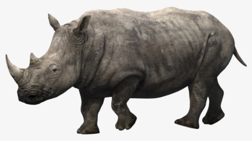 Rhino Png Images Download - Rhino Animation, Transparent Png, Transparent PNG