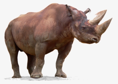 Rhino Png Free Download - Rhinoceros, Transparent Png, Transparent PNG