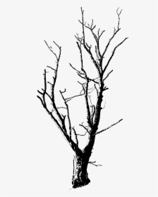 Dead Tree Line Drawing Clipart , Png Download - Png Transparent Dead Trees, Png Download, Transparent PNG