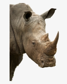 Rhino Profile, HD Png Download, Transparent PNG