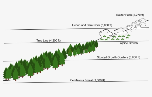Treeline Vegetation Diagram, HD Png Download, Transparent PNG