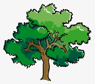 Transparent Blt Clipart - Large Oak Tree Clipart, HD Png Download, Transparent PNG
