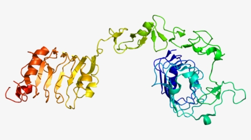 Protein Igf1r Pdb 1igr - Insulin Like Growth Factor 1 Receptor, HD Png Download, Transparent PNG