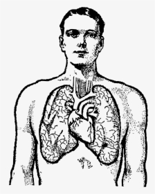 Human Body Clipart Chest - Human Lungs Clipart Black And White, HD Png Download, Transparent PNG