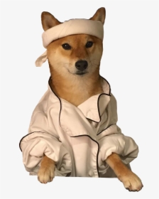 Shiba Inu With Transparent Background, HD Png Download, Transparent PNG