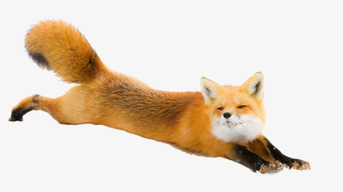 Red Fox Arctic Fox Dog Silver Fox - Red Fox Png, Transparent Png, Transparent PNG