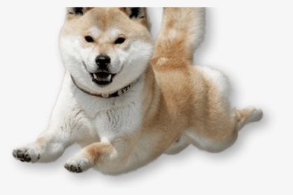 #dogecoin #doge Lacey The Pap - Shiba Inu Transparent Background, HD Png Download, Transparent PNG