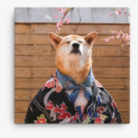 Mensweardog Cherry Blossom Canvas - Chú Chó Làm Người Mẫu Ảnh, HD Png Download, Transparent PNG