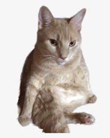 Rufus The Meowdel - Domestic Short-haired Cat, HD Png Download, Transparent PNG