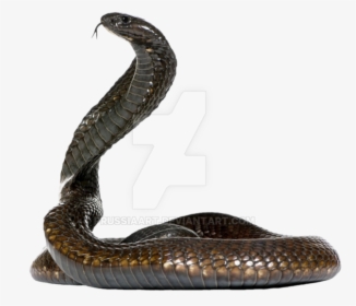 Snake Png Clipart - Snake With No Background, Transparent Png, Transparent PNG