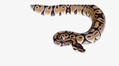 Snake In Water Png, Transparent Png, Transparent PNG