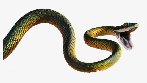 Transparent Viper Snake Png - 5d Snake, Png Download, Transparent PNG
