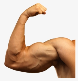 Muscle Png Image - Muscular Arm Transparent, Png Download, Transparent PNG