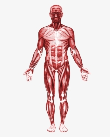 Transparent Muscular System Png, Png Download, Transparent PNG
