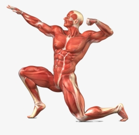 Png Image With Transparent Background - Muscular System No Labels, Png Download, Transparent PNG