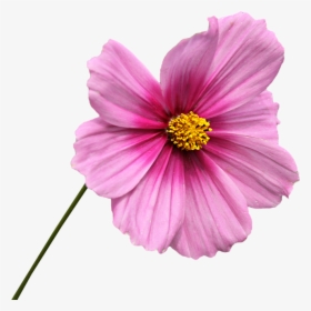 Png, Clipping, Flower, Graphics, Cosmos, Rose Petals - Pink Flower With Stem Png, Transparent Png, Transparent PNG