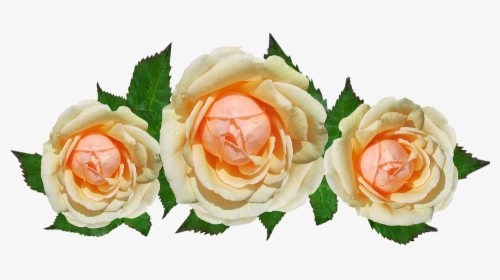 Transparent Rose Leaf Png - Garden Roses, Png Download, Transparent PNG