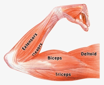 Muscle Png Image Background - Arm Muscles Biceps Triceps, Transparent Png, Transparent PNG