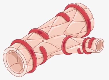 Smooth Muscle Cell In Arteriole, HD Png Download, Transparent PNG