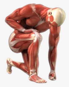 Man Clear - Sports Massage, HD Png Download, Transparent PNG