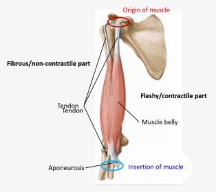 Muscle- Flesy And Fibrous Parts - Parts Of Skeletal Muscle, HD Png Download, Transparent PNG