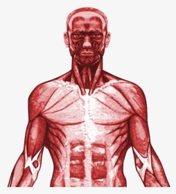 New Specification Gcse Pe Muscular System Powerpoint - Transparent Muscular System Png, Png Download, Transparent PNG