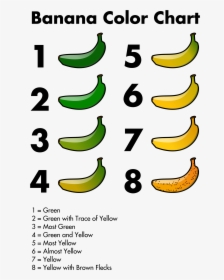 Banana Color Chart Clip Arts - مراحل نمو الموز, HD Png Download, Transparent PNG