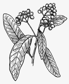 Coffee Tree Vector Png, Transparent Png, Transparent PNG