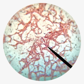 Bacillus Subtilis Endospore Stain, HD Png Download, Transparent PNG