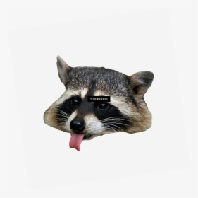 Raccoon Png, Transparent Png, Transparent PNG
