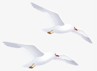 Seagulls Png Clipart - Seagulls Clipart Png, Transparent Png, Transparent PNG
