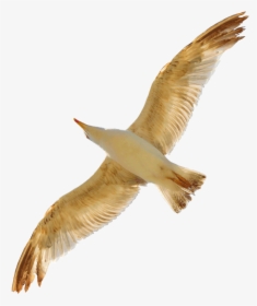 Seagull Png By Evelivesey - Portable Network Graphics, Transparent Png, Transparent PNG
