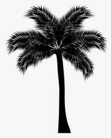 Asian Palmyra Palm Arecaceae Silhouette Clip Art, HD Png Download, Transparent PNG