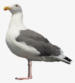 Gull Png - Seagull Bird Png, Transparent Png, Transparent PNG