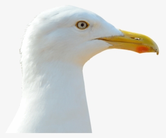 Seagull Transparent Png Image Free - Голова Чайки, Png Download, Transparent PNG